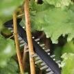 Bosch akkus sövényvágó 18V UniversalHedgeCut 18V-50 alapgép