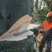 STIHL MS 661 C-M motorfűrész 5,4kW, 50cm 91,1cm3, 36RS